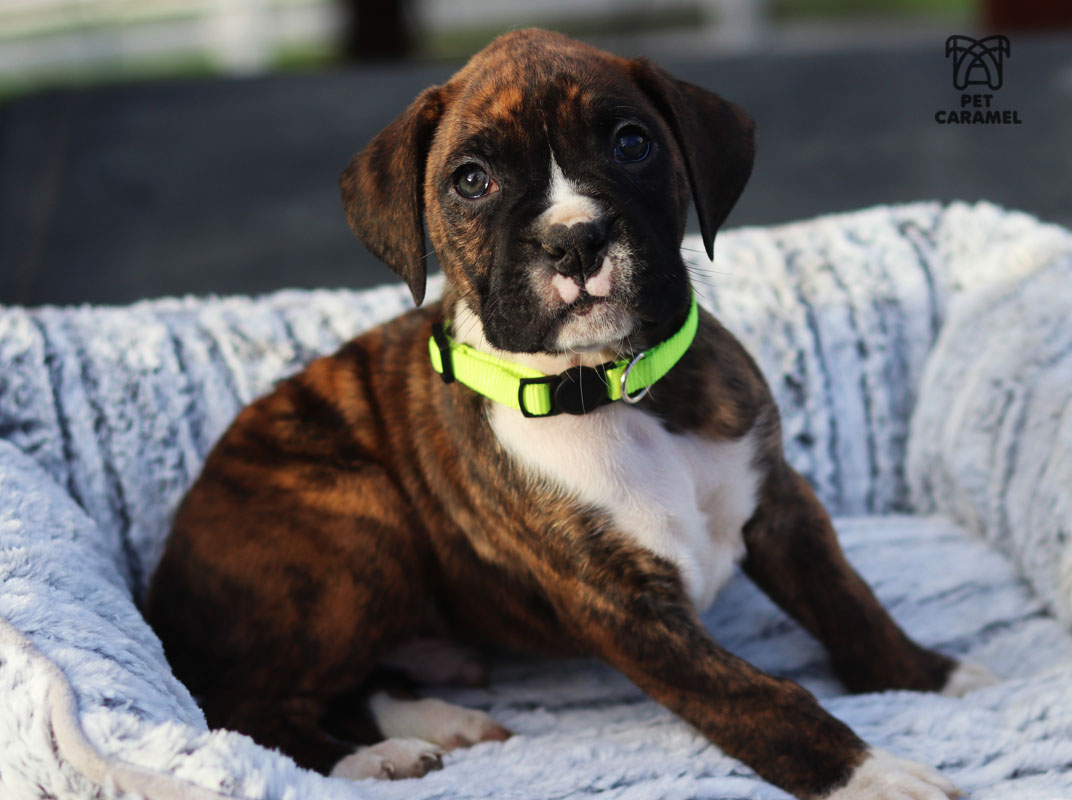 male boxer brindle puppy available for sale AKC