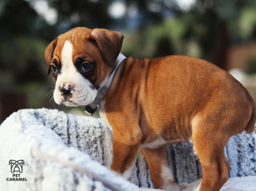 Male fawn boxer puppy for sale