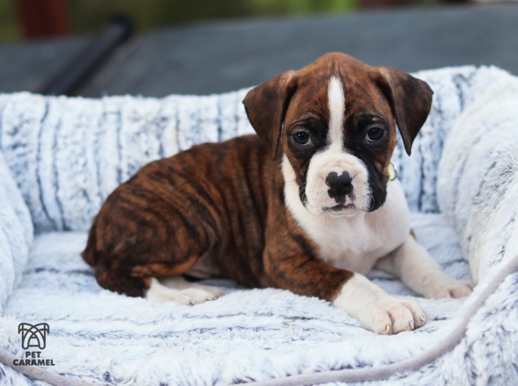 Boxer Puppies for Salein California