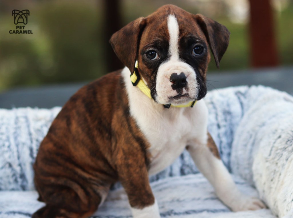 Boxer puppy brindle for sale in California