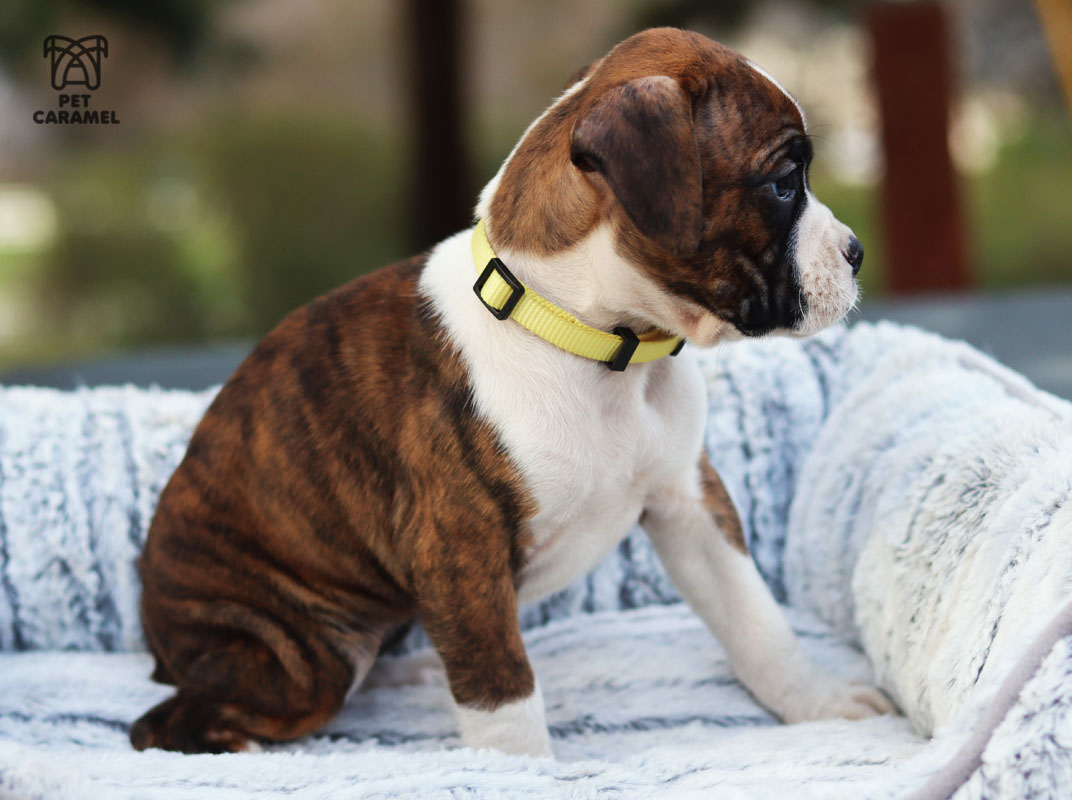 Boxer Puppies for Sale