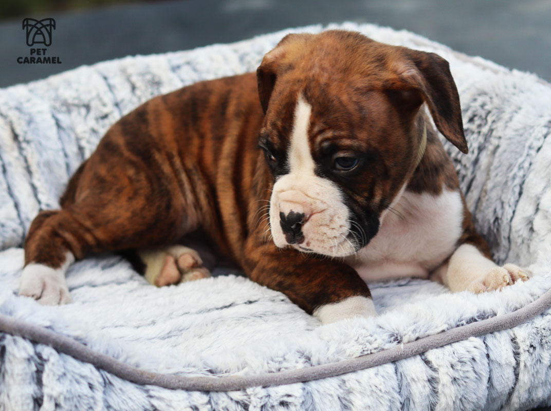 Boxer Puppy in Sacramento for sale