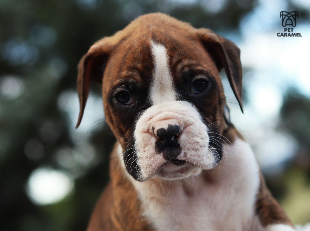 Boxer Puppy for Sale in Caligornia
