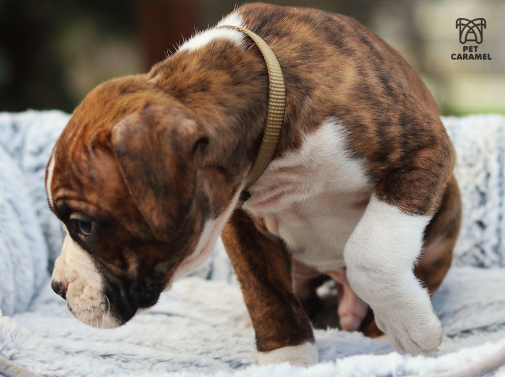 Boer puppy for sale in California