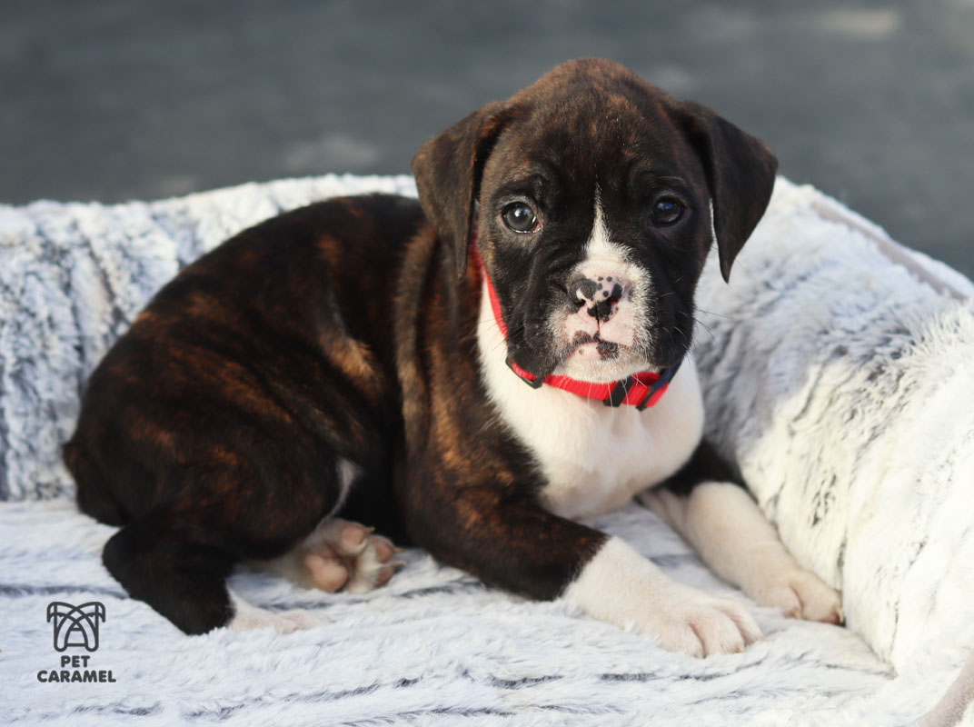 DARK boxer puppy