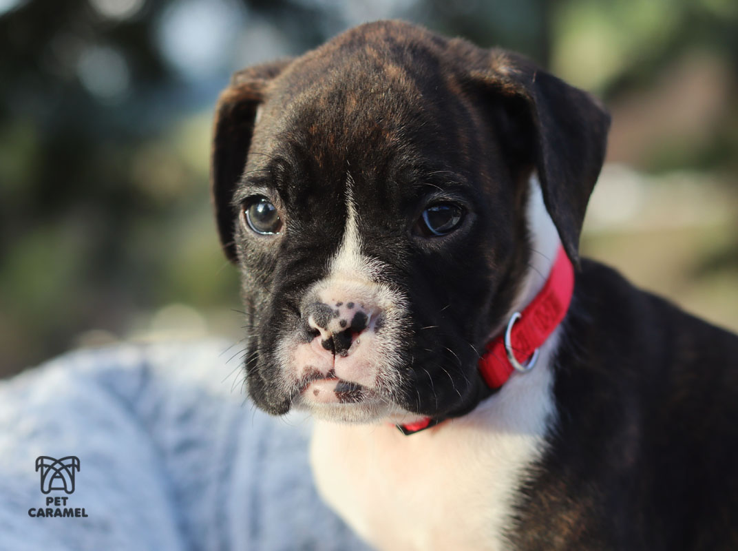 Boxer Puppy