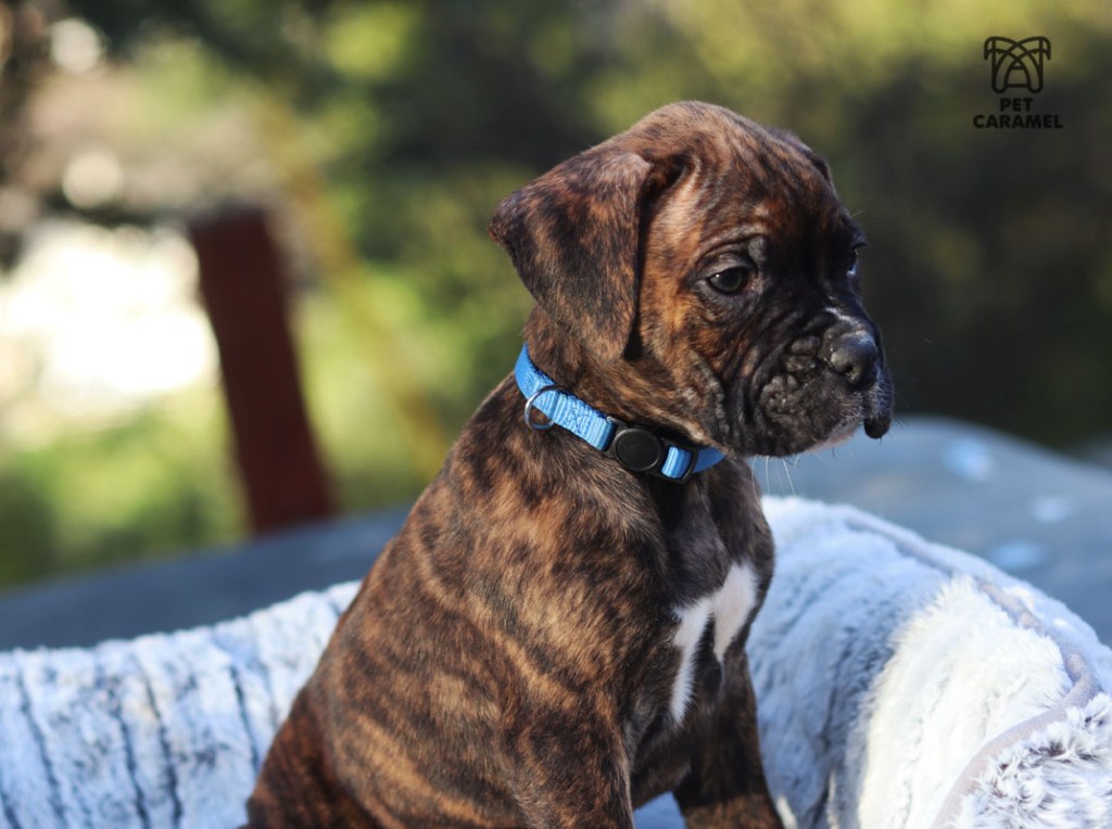 boxer brindle puppy for sale