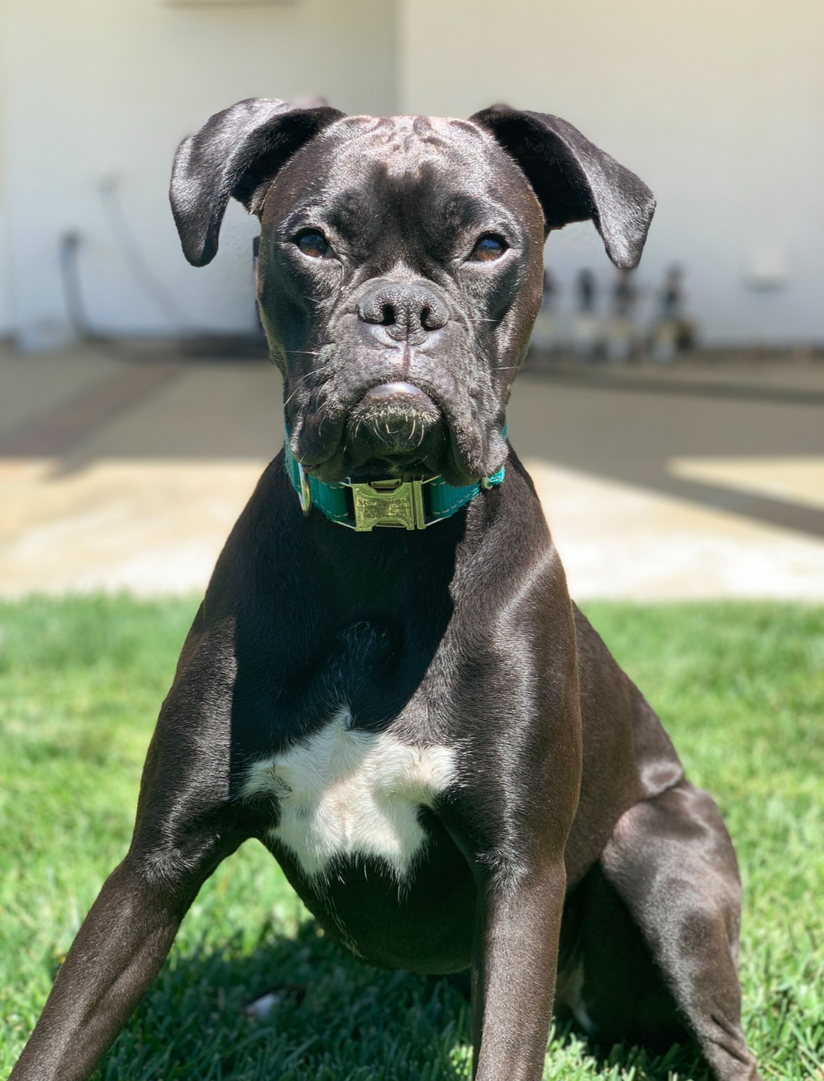 Black Dog Boxer | Female