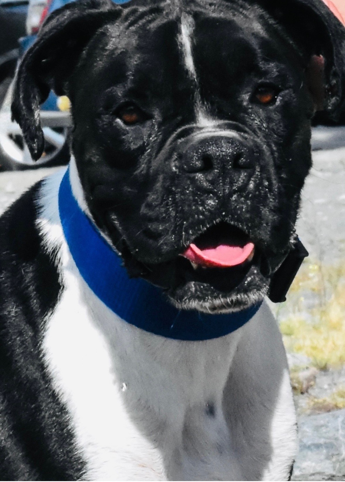 Black Dog Boxer | Male