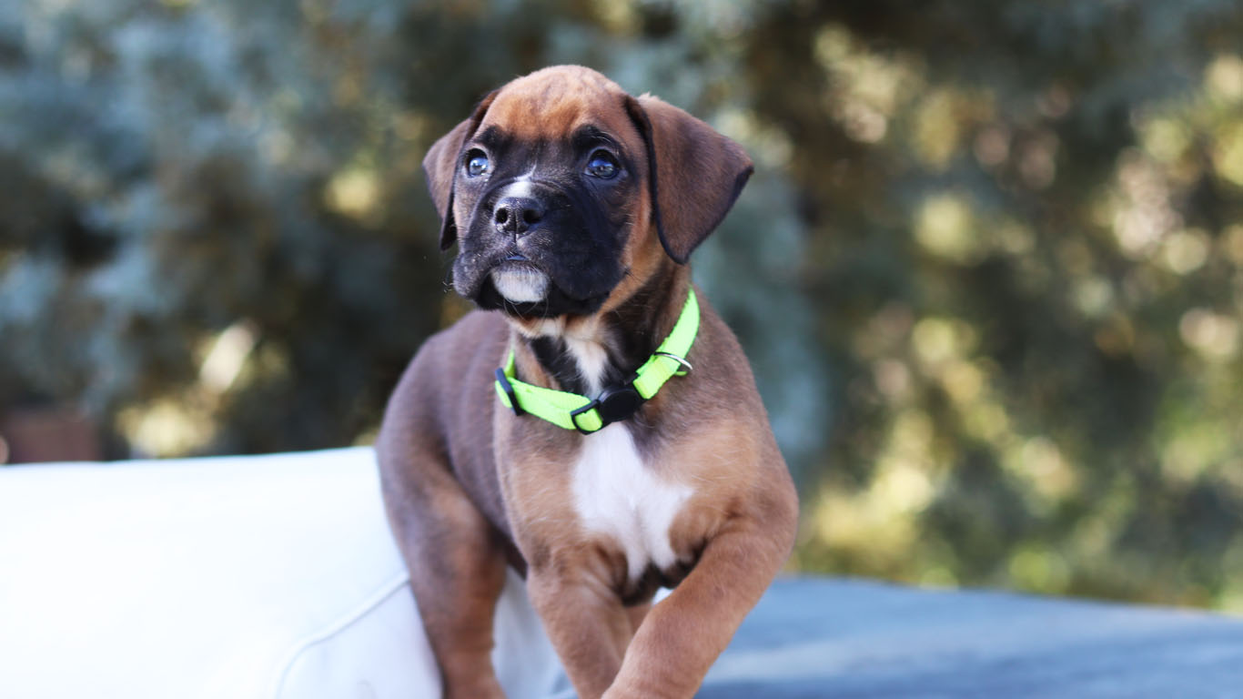 male boxer fawn for sale in California AKC