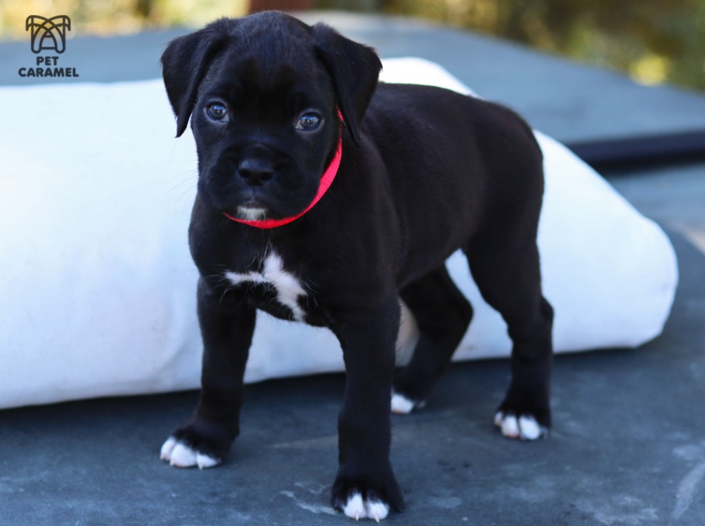 Black female boxer puppy for sale in San Diego California