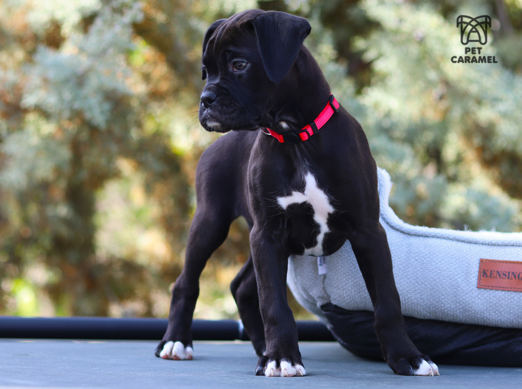 female reverse brindle for sale