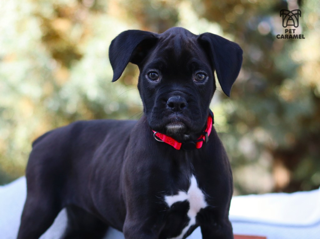 beautiful cute boxer puppy akc