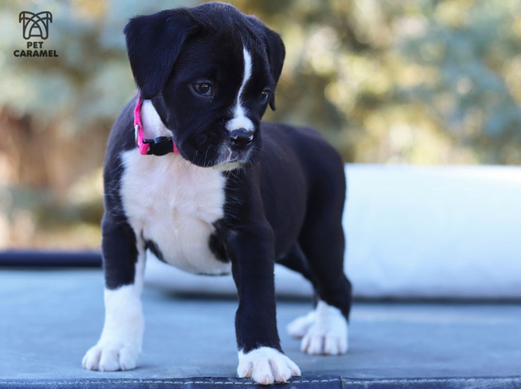 Cute Boxer Puppy for sale in California
