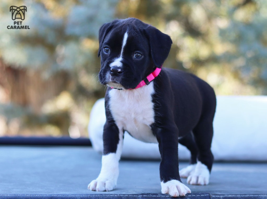 Wonderful Boxer Puppy for sale in California
