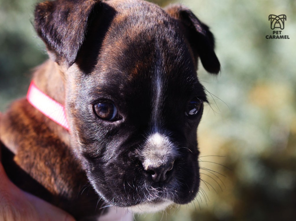 female boxer brindle for sale