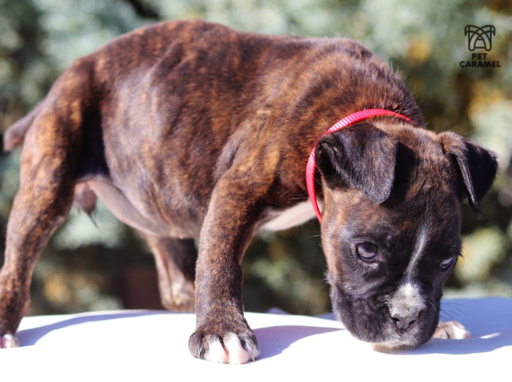 female brindle dark boxer for sale