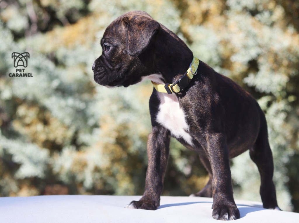 Female boxer puppy AKC for sale in Sacramento