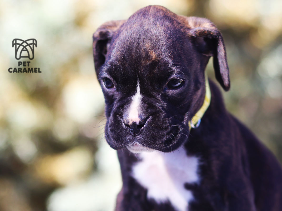 Female boxer brindle for sale in San Francisco