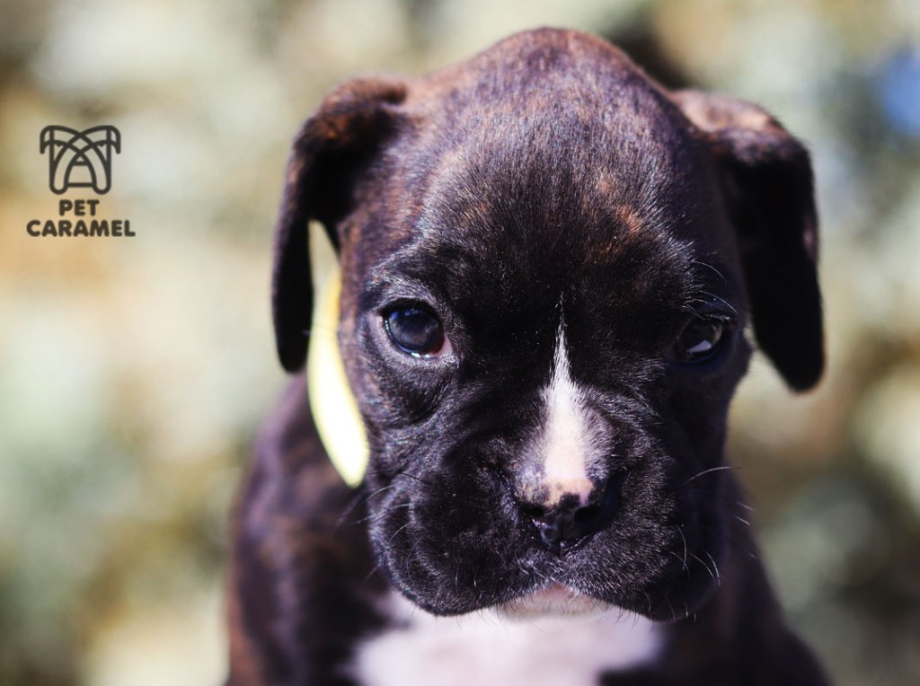 Female Boxer Brindle for sale in California