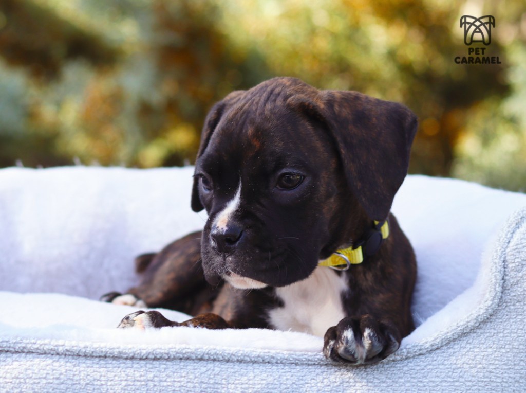 boxer brindle female puppy