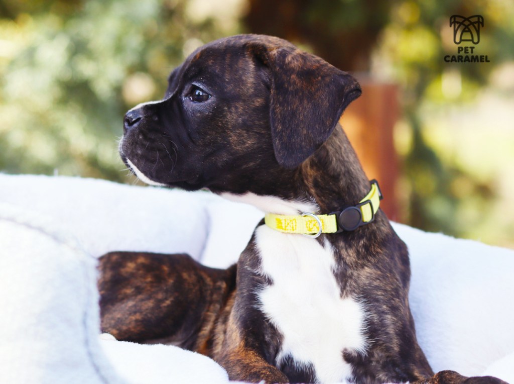 boxer puppy for sale