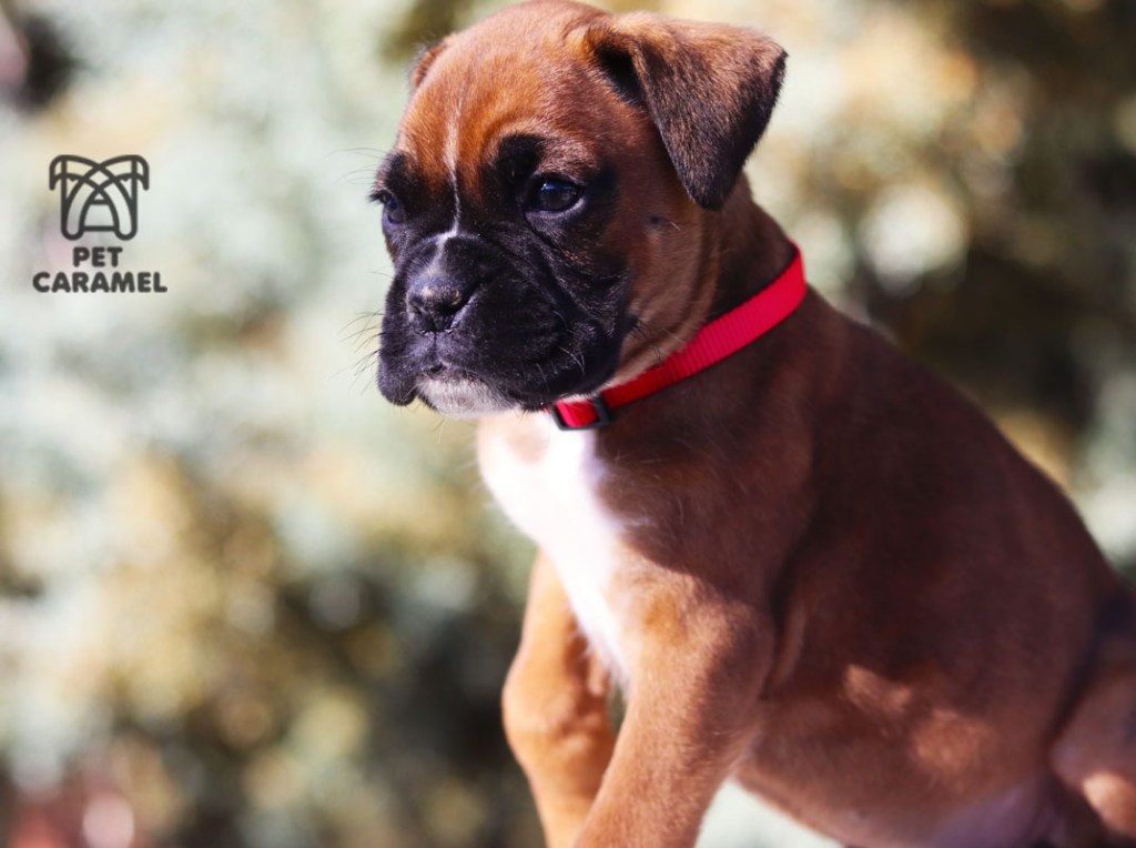 female boxer puppy fawn for sale in California San Francisco