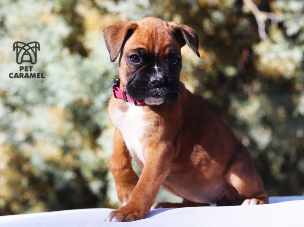 Female boxer fawn for sale in San Francisco Boxer Puppy