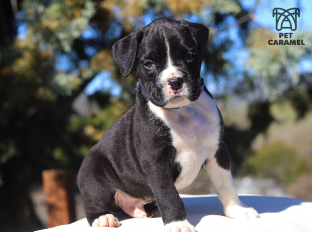 Male flashy boxer puppy for sale in California