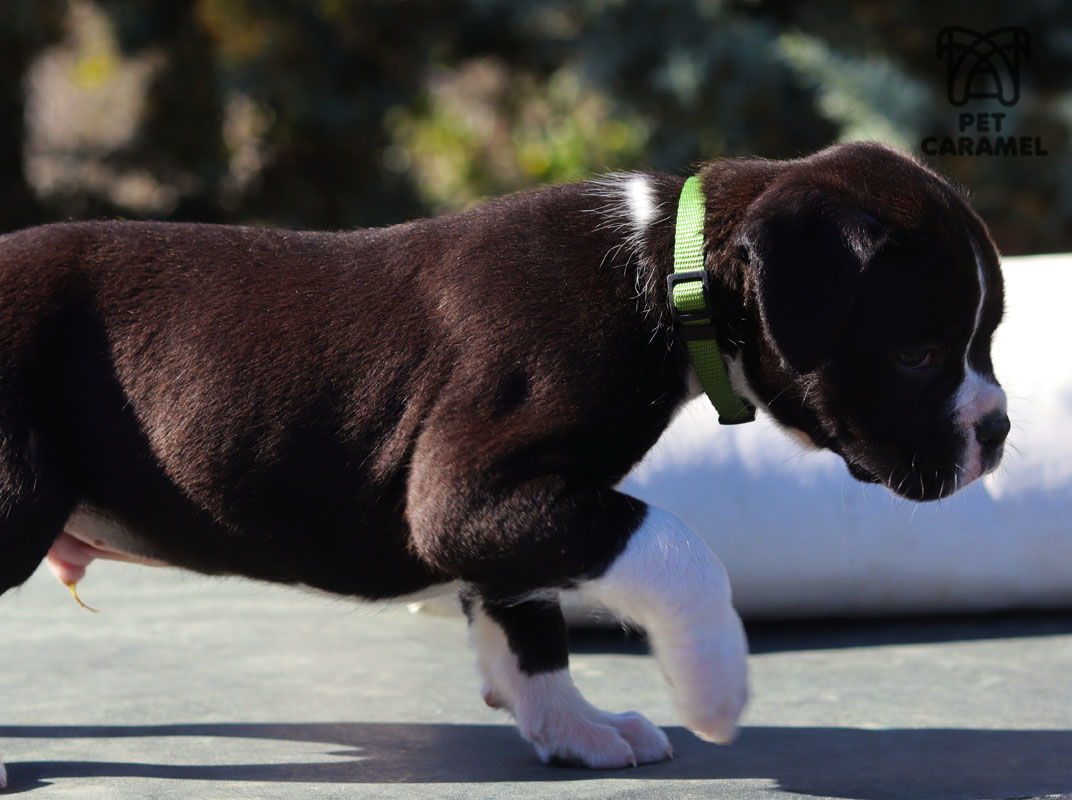 wonderful boxer puppy for sale in great kennel california