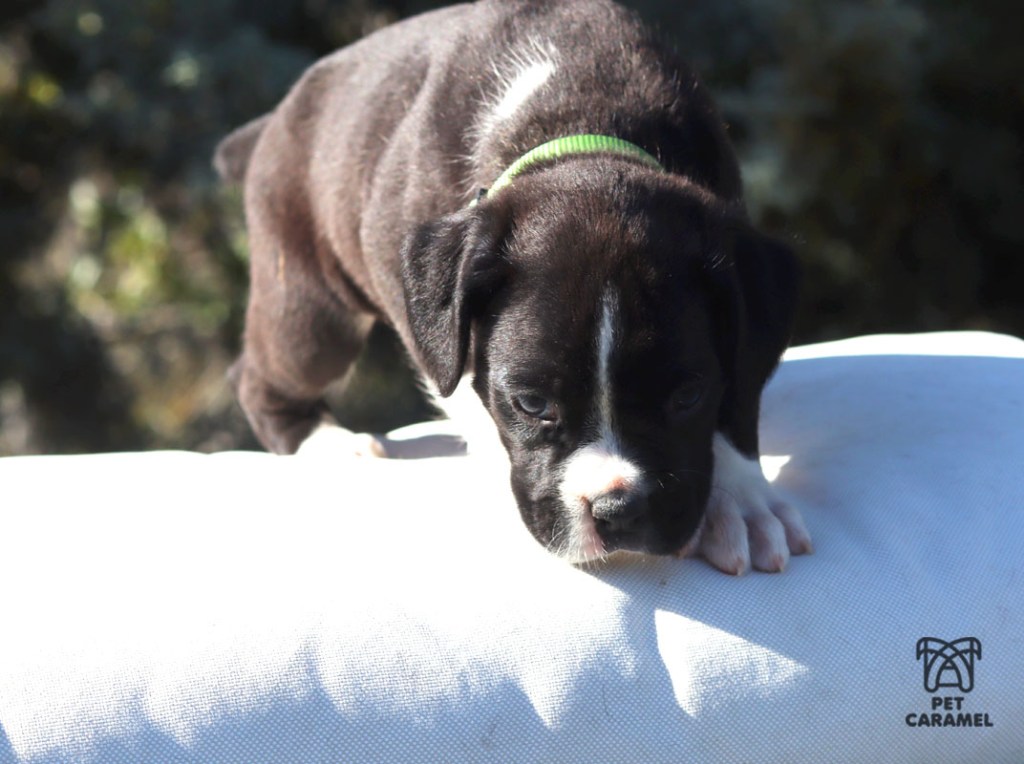 Boxer Puppy, reverse brindle for sale in CALIFORNIA southern