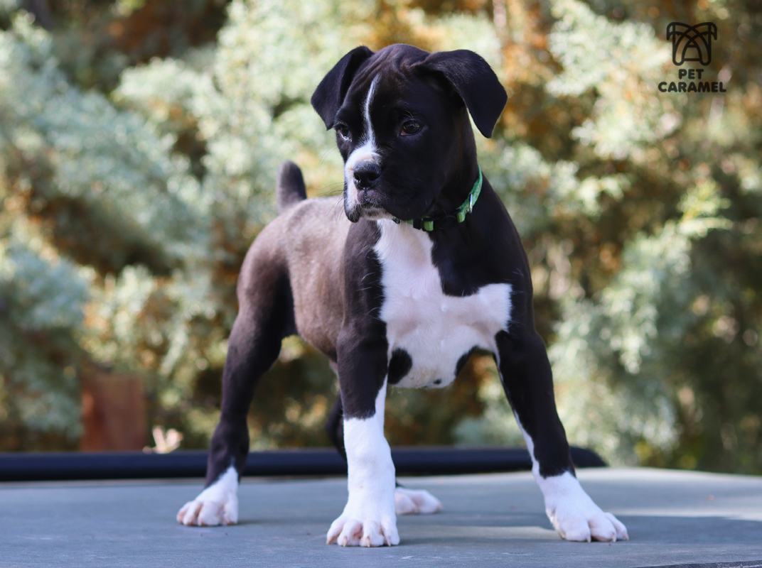 male boxer reverse brindle for sale