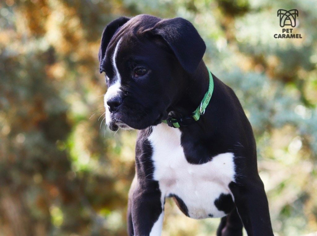 male beautiful white marks boxer