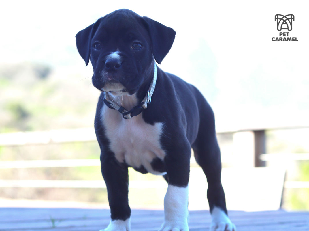 boxer reverse brindle black coat