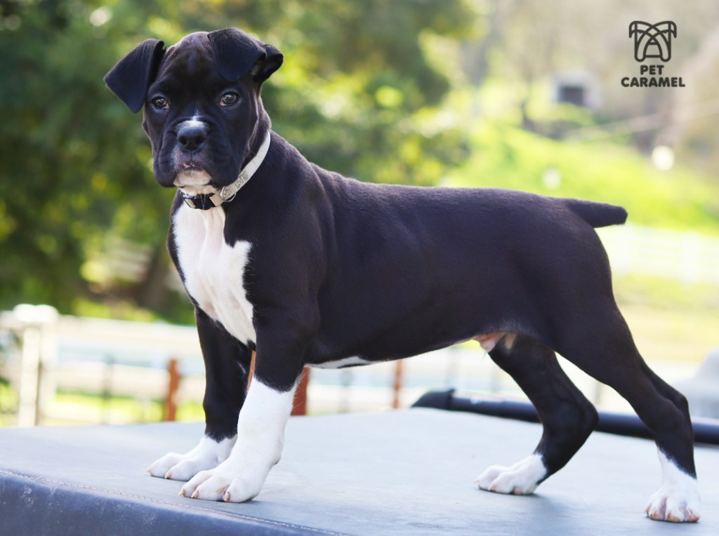 black male boxer puppy