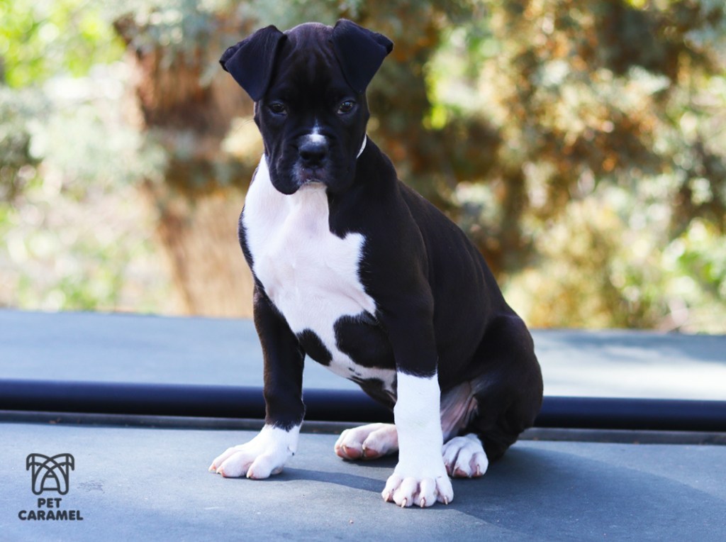 reverse brindle akc boxer puppy seal