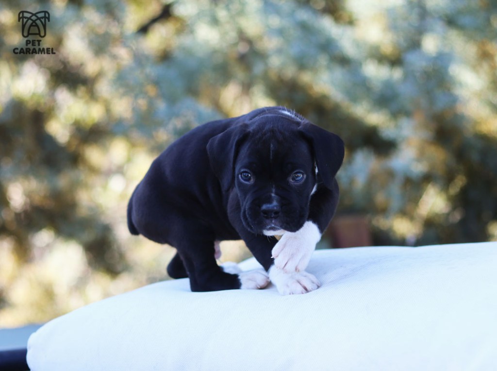 male black puppies for sale in California