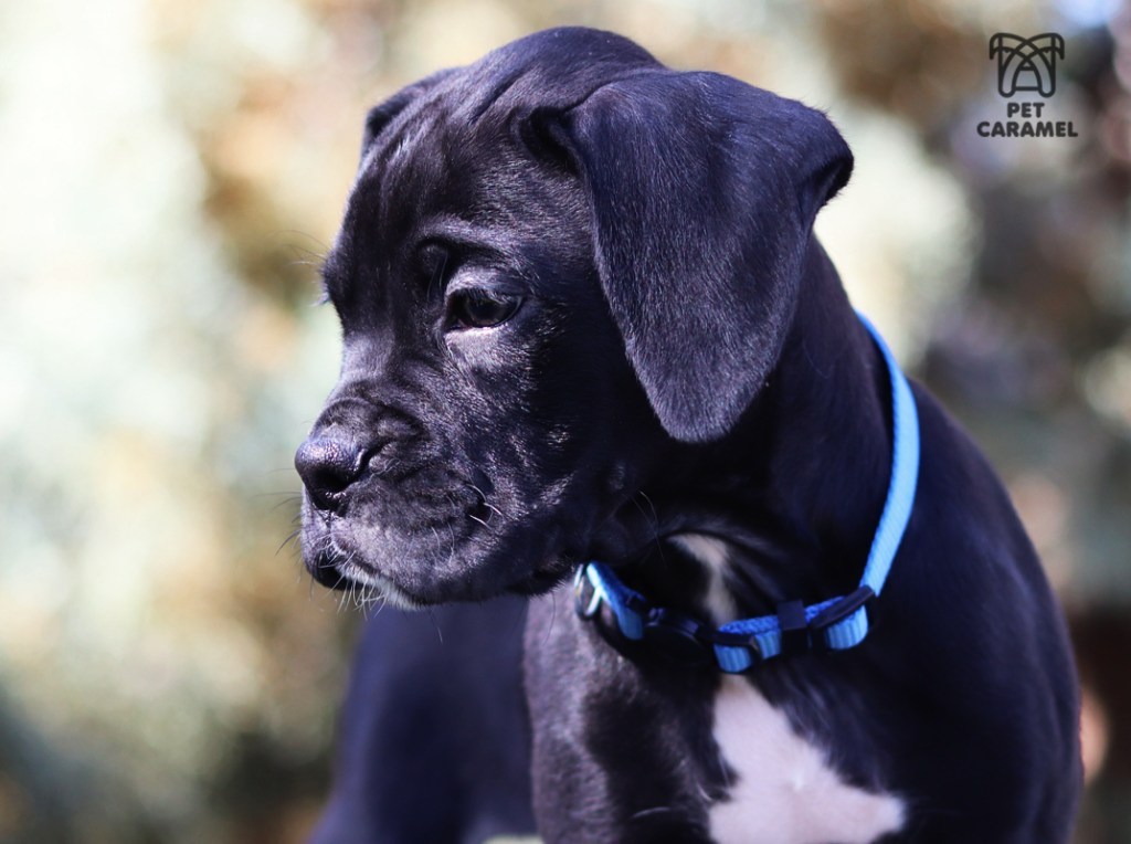 male boxer puppy cute for sale