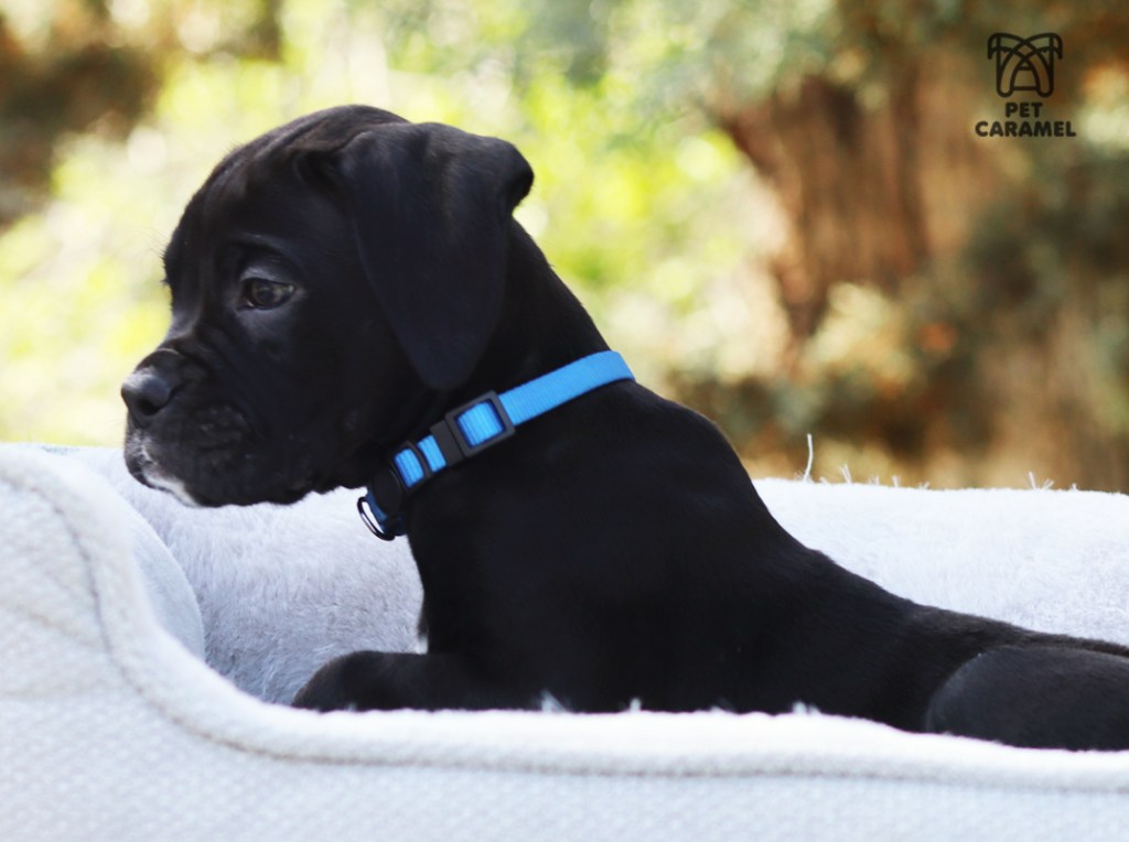 male boxer puppy for sale