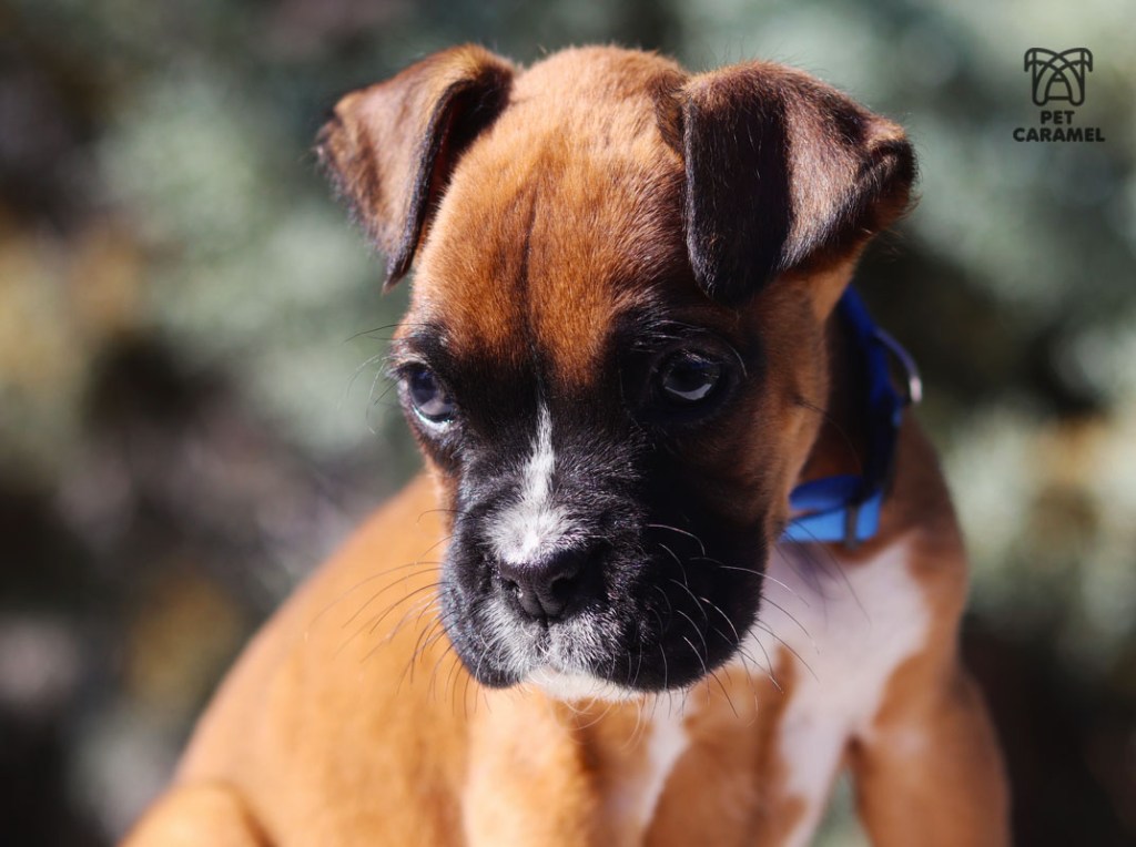 MALE FAWN BOXER PUPPY FOR SALE IN Sacramento