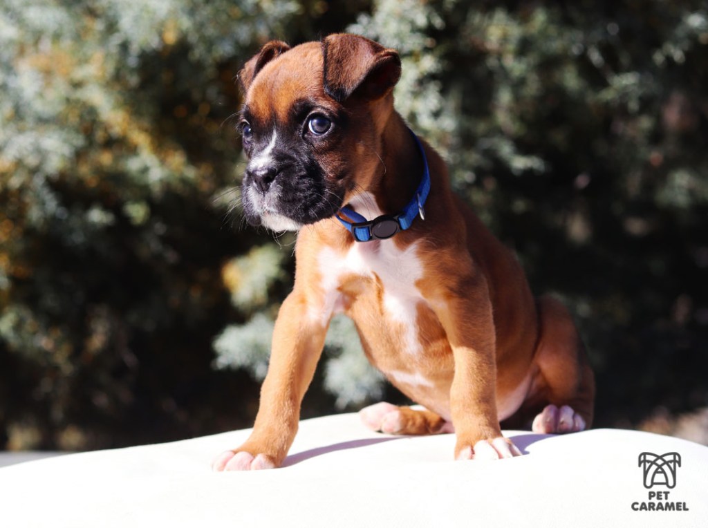 Male Boxer Fawn for Sale in California