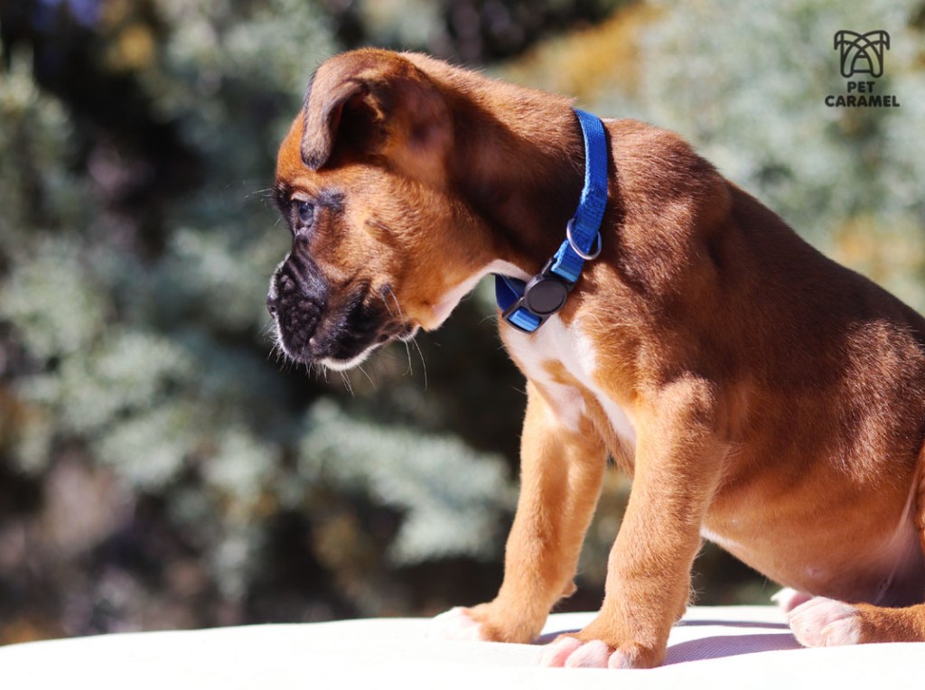 Boxer Male Fawn in Sacramento