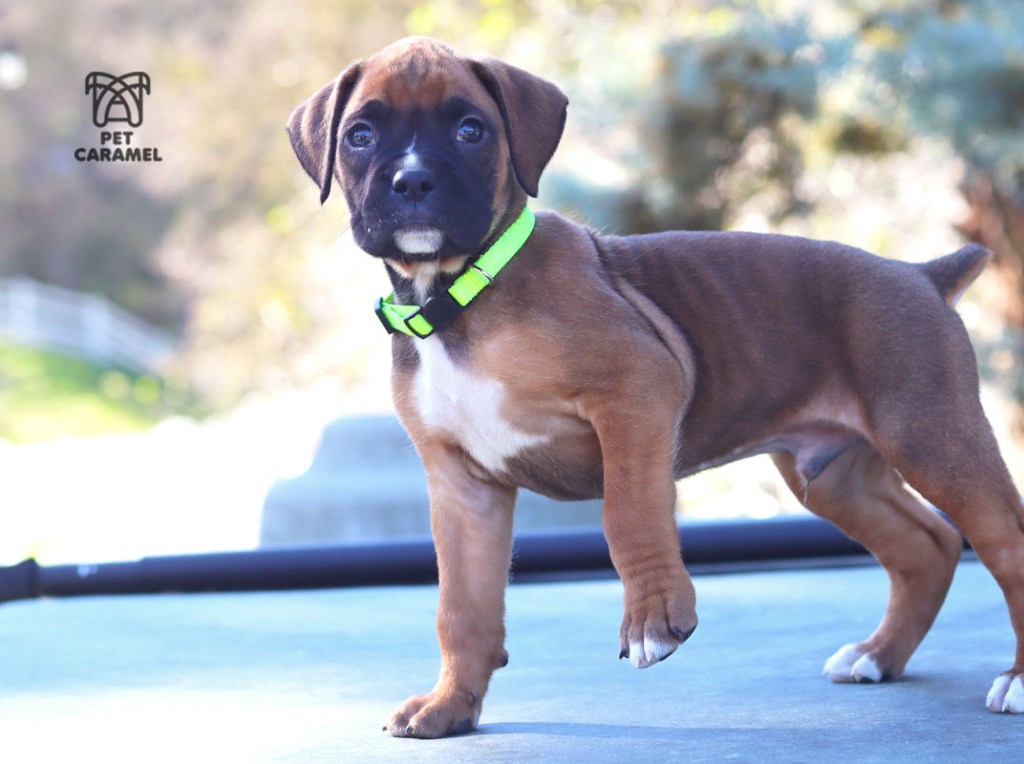 boxer puppy for sale in California in United States