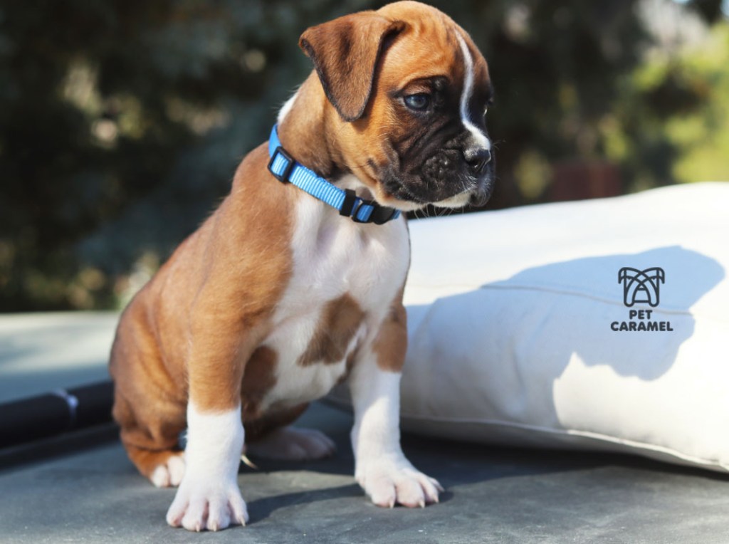 Male Boxer Puppy for sale in California Fawn European