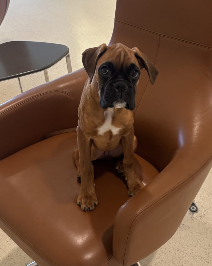 fawn boxer montana at the airport