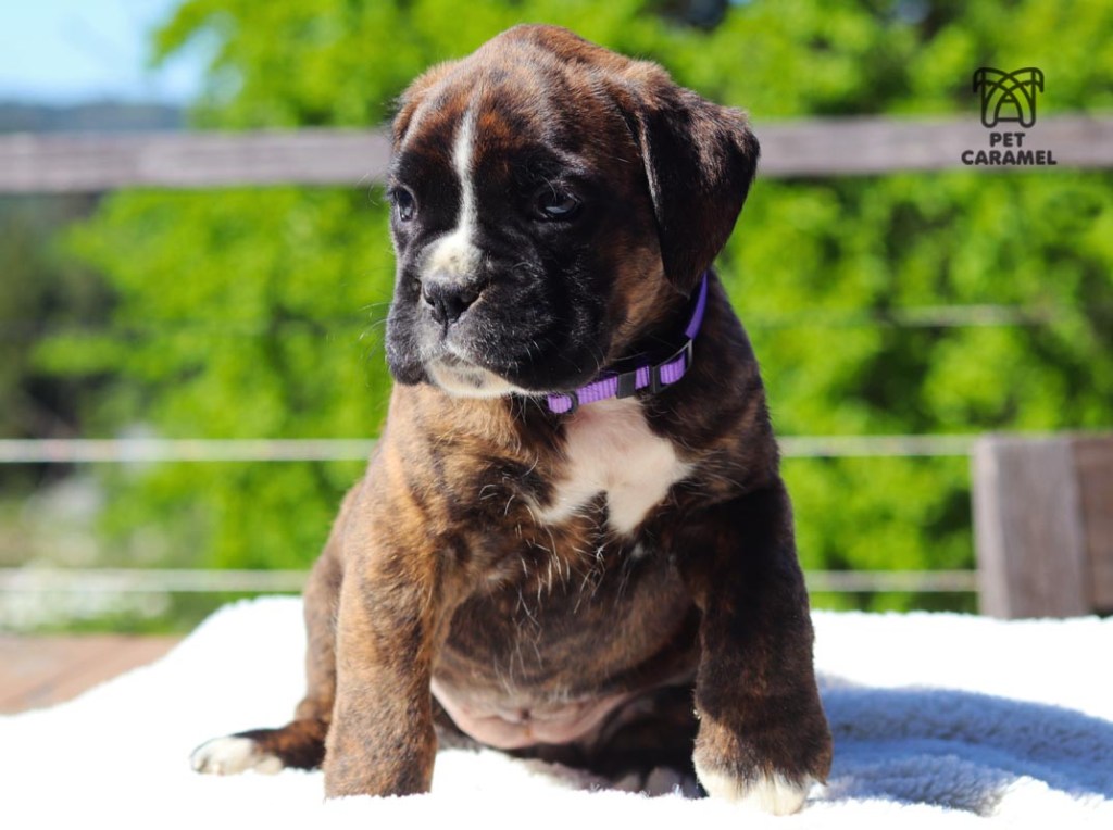 female boxer euro for sale