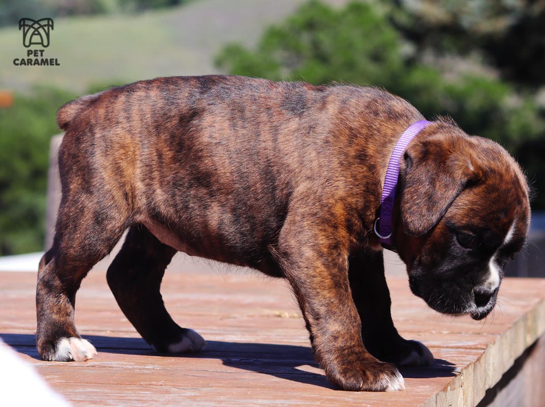 female boxer brindle for sale