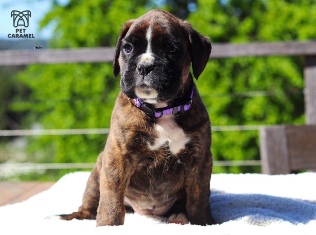 female boxer euro for sale california