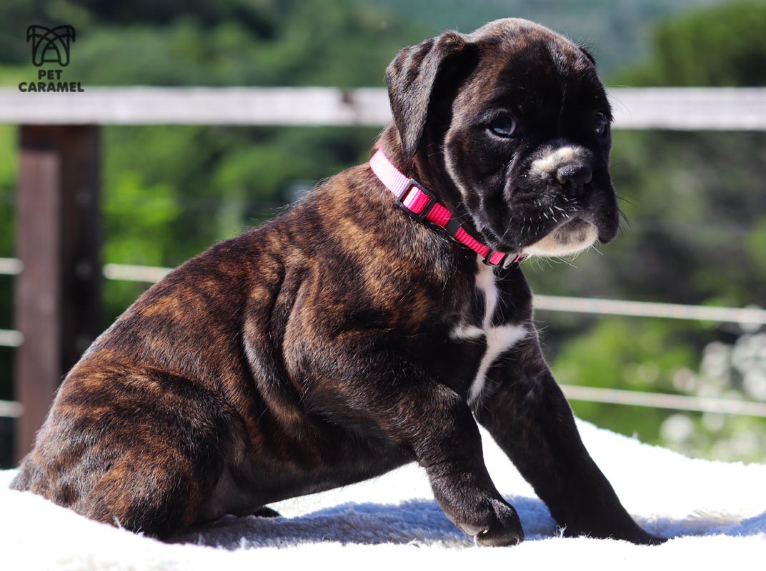 female boxer euro for sale california akc price