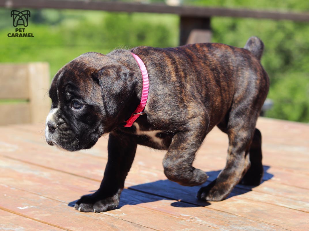 female boxer euro for sale california akc great deal